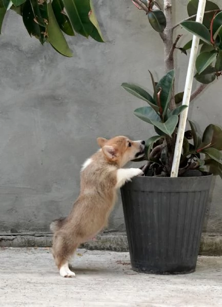 corgi gallese pembroke cuccioli top | Foto 3