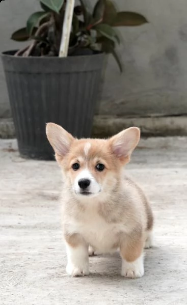 corgi gallese pembroke cuccioli top