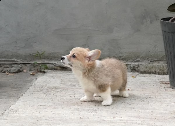 corgi gallese pembroke cuccioli top | Foto 1