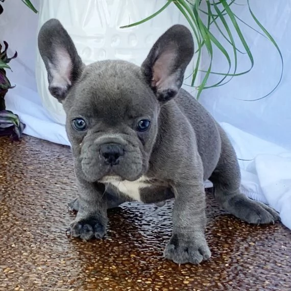 Maglietta per cani e Bulldog Francese Lion – Dog Moda