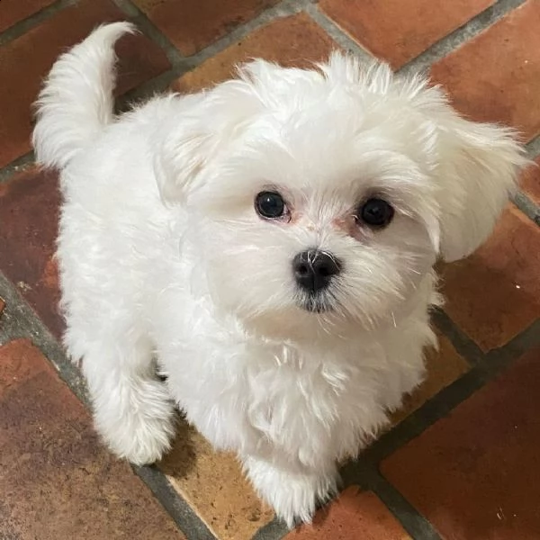 due simpatici cuccioli di maltese 393512351560