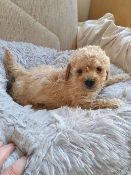 Barboncino  | Foto 1