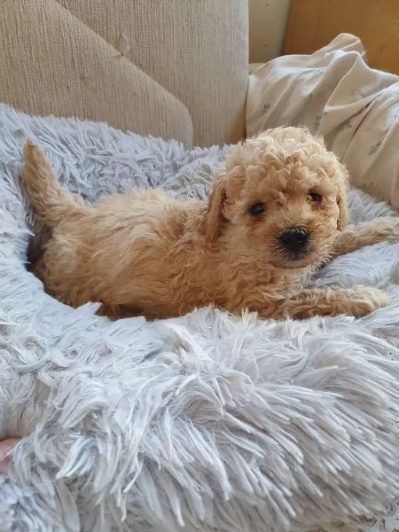 Barboncino  | Foto 0