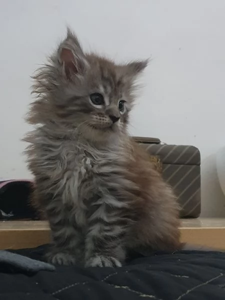 Maine Coon femmina  | Foto 2