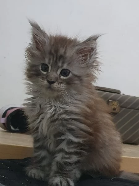 Maine Coon femmina  | Foto 1