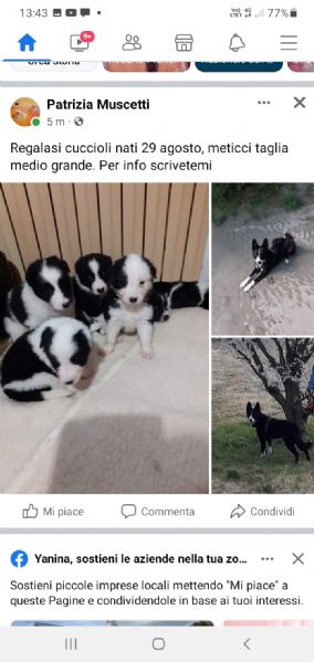 regalo cuccioli meticci border colli nati 29 agosto 2023 | Foto 1