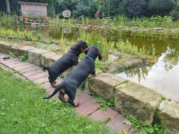 meravigliosi cuccioli di bassotto nano | Foto 2