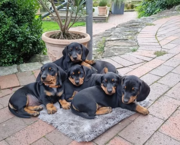 meravigliosi cuccioli di bassotto nano | Foto 1