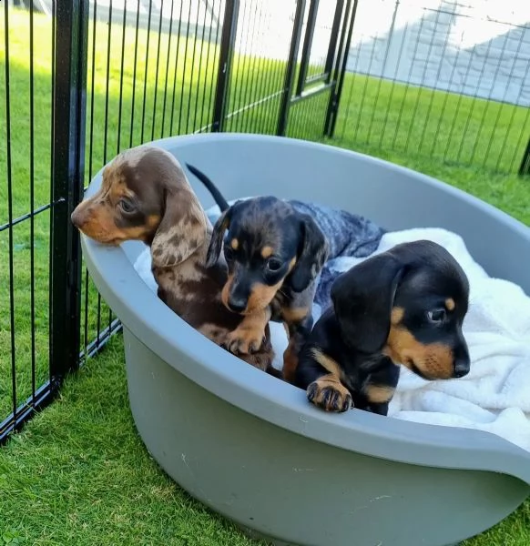 adorabili cuccioli di bassotto ideali per bambini e famiglie | Foto 3