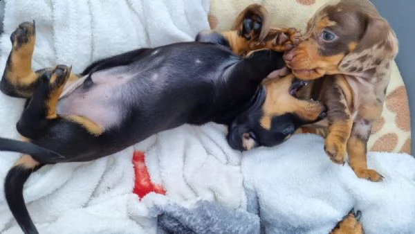 adorabili cuccioli di bassotto ideali per bambini e famiglie | Foto 2