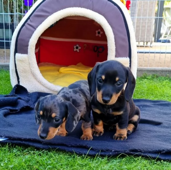 adorabili cuccioli di bassotto ideali per bambini e famiglie | Foto 0