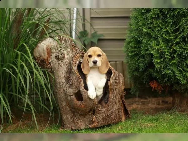  pronta consegna  cuccioli di beagle cercano i loro apriscatole  | Foto 3