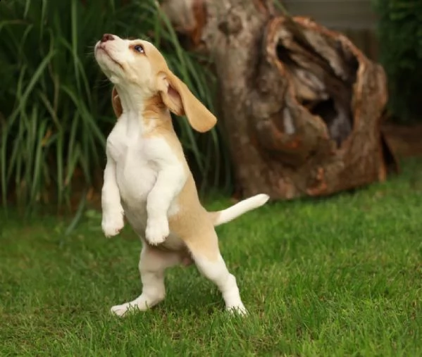  pronta consegna  cuccioli di beagle cercano i loro apriscatole 