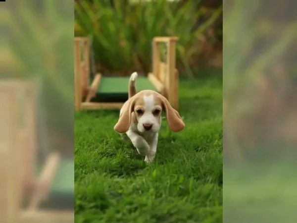  pronta consegna  cuccioli di beagle cercano i loro apriscatole  | Foto 2