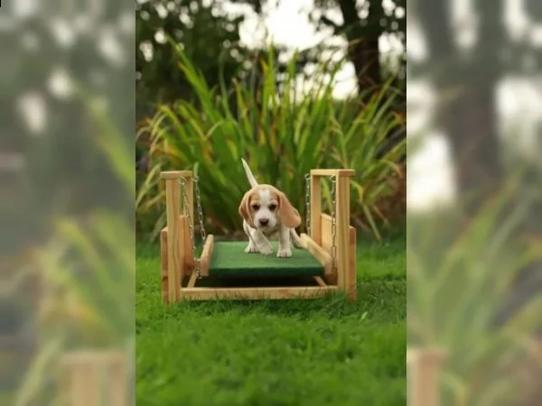  pronta consegna  cuccioli di beagle cercano i loro apriscatole  | Foto 1