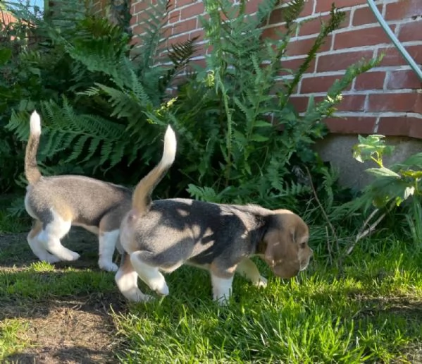  pronta consegna  cuccioli di beagle cercano i loro apriscatole  | Foto 0