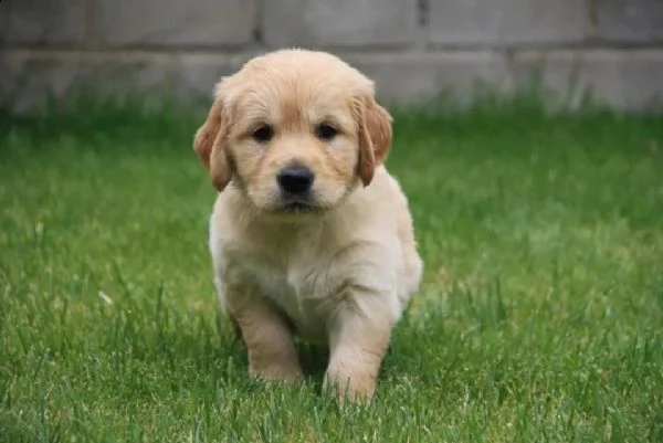 3 cuccioli di golden retriever con pedigree | Foto 0