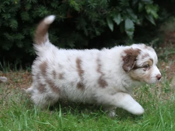 cuccioli di pastore australiano pedigree enci
