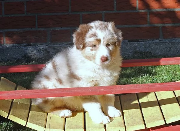 cuccioli di pastore australiano pedigree enci | Foto 1