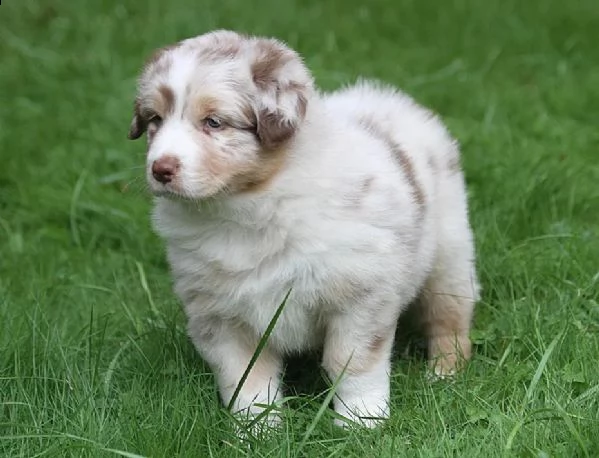 cuccioli di pastore australiano pedigree enci | Foto 0