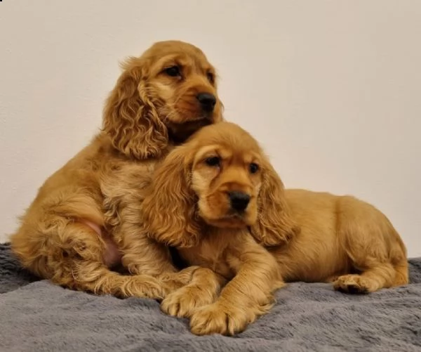 cuccioli cocker spaniel inglese