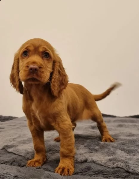 cuccioli cocker spaniel inglese | Foto 3