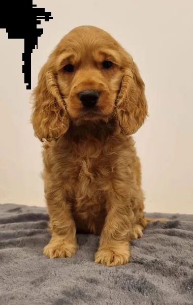 cuccioli cocker spaniel inglese | Foto 2