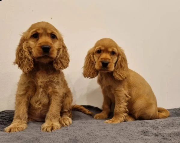 cuccioli cocker spaniel inglese | Foto 1