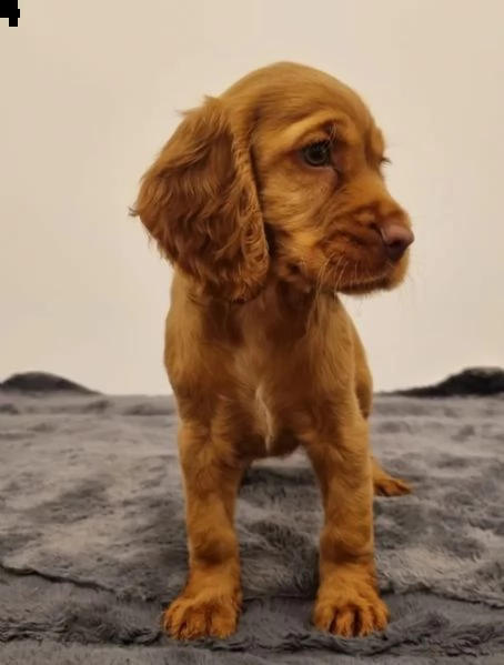 cuccioli cocker spaniel inglese | Foto 0