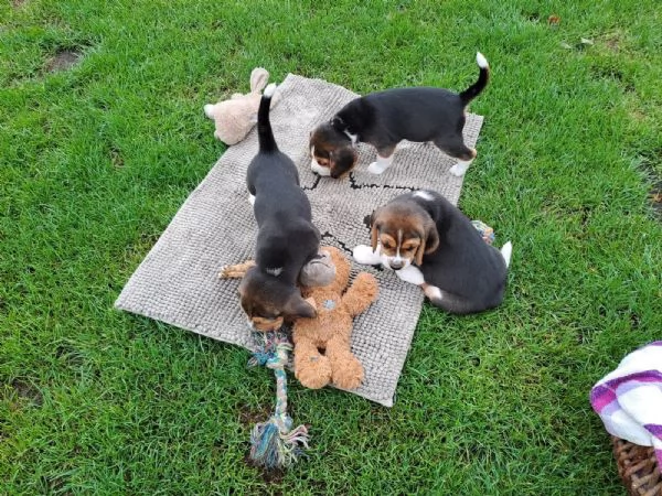 Disponibile cucciola di Beagle maschio e femmina  | Foto 2