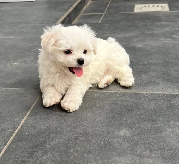 Cuccioli di Maltese taglia piccola | Foto 4