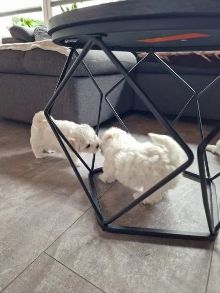 Cuccioli di Maltese taglia piccola | Foto 3