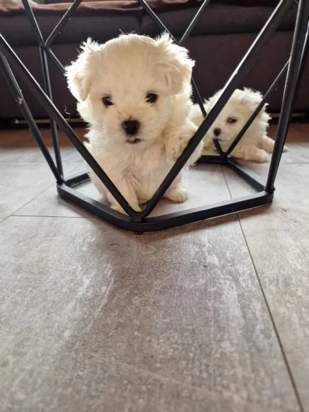 Cuccioli di Maltese taglia piccola | Foto 2