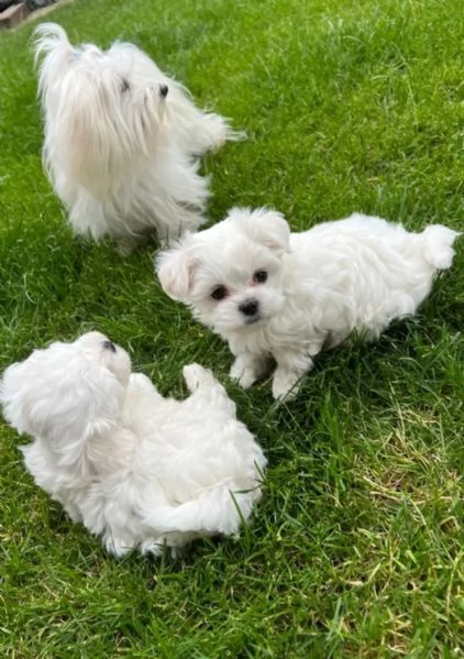 Cuccioli di Maltese taglia piccola
