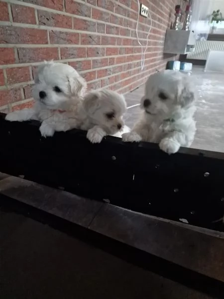 Cuccioli di Maltese taglia piccola | Foto 1
