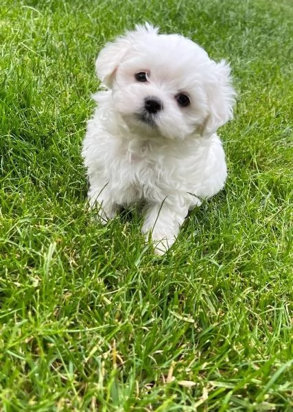 Cuccioli di Maltese taglia piccola | Foto 0