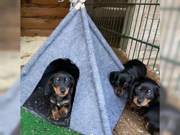Bellissimi cuccioli di Bassotto subito disponibili