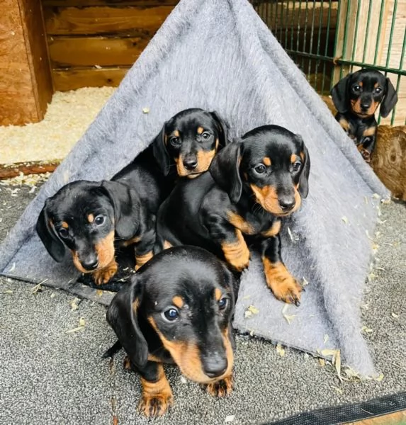 Bellissimi cuccioli di Bassotto subito disponibili | Foto 1