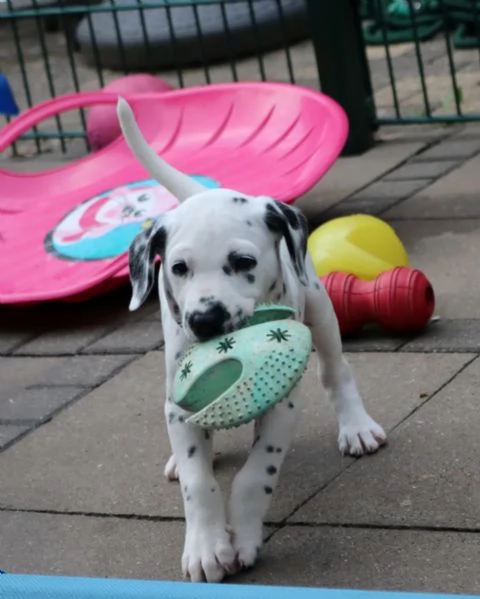 Meravigliosa Cucciolata di Dalmata | Foto 4