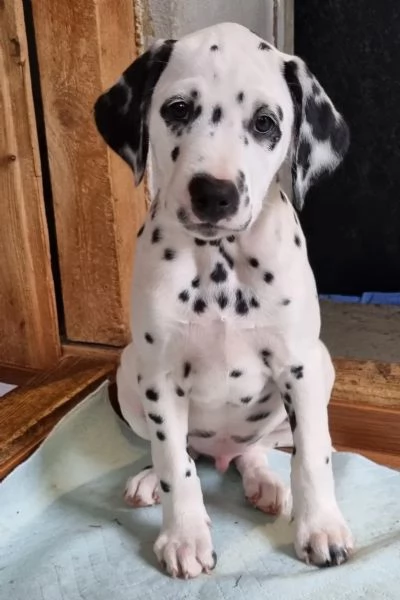 Meravigliosa Cucciolata di Dalmata | Foto 2