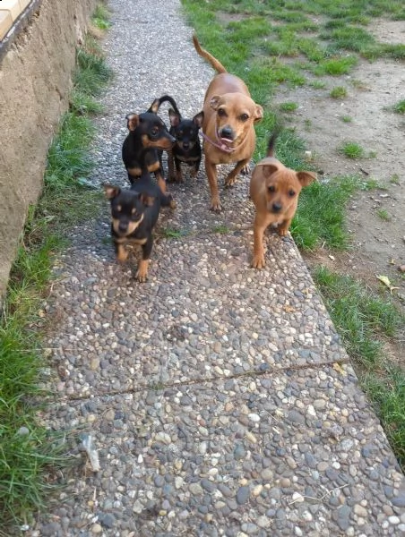 cuccioli di pinscher nano