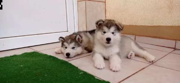 cuccioli di alaskan malamute con pedigree | Foto 1