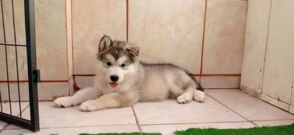 cuccioli di alaskan malamute con pedigree | Foto 0