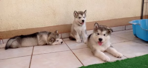 cuccioli di alaskan malamute con pedigree