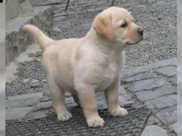 cuccioli di labrador cioccolato con pedigree | Foto 1