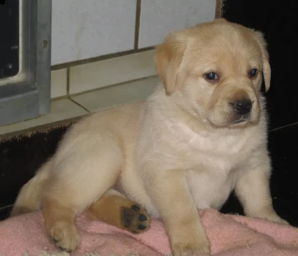 cuccioli di labrador cioccolato con pedigree | Foto 0