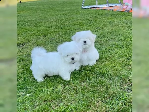 cuccioli maltesi maschi e femmine con pedigree
