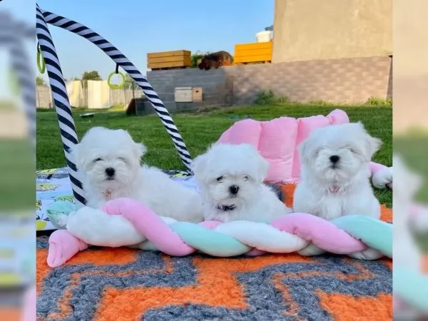 cuccioli maltesi maschi e femmine con pedigree | Foto 1