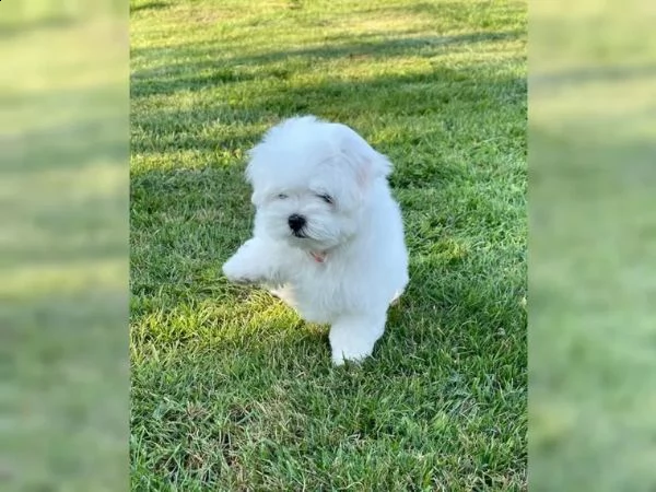 cuccioli maltesi maschi e femmine con pedigree | Foto 0