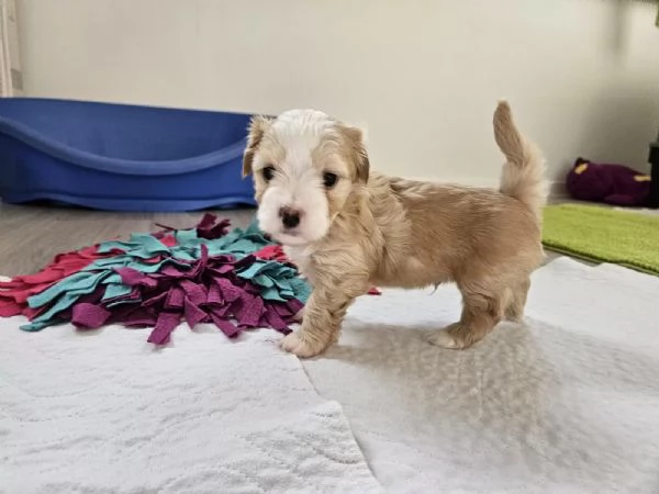 Cucciolo maschio di 2 mesi di razza Bichon Havanese